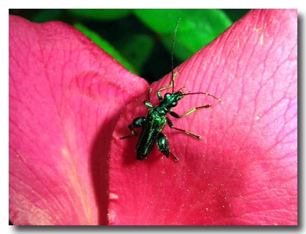 Oedemera nobilis? (maschio?)